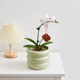 SANDYBAYTAS Ceramic Plant Pot Indoor, 4.5 Inch Flower Pot with Drainage Hole, Small Bubble Design Ceramic Planter for Home & Office Decor (Green)