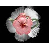 Fine Porcelain Pink Hibiscus Flower Teapot, 6 3/4" L