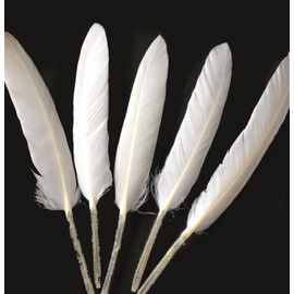 Gregory Crafts & Gifts White Goose Quill Style Feather x 12, 4 to 6 Inch, Thin Feathers