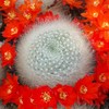 Rebutia albipilosa Cacti Cactus Succulent Real Live Plant