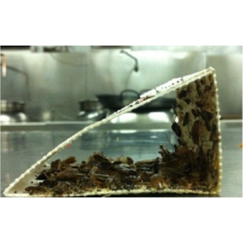 Catchmaster 12 Catchmaster 100iCockroache