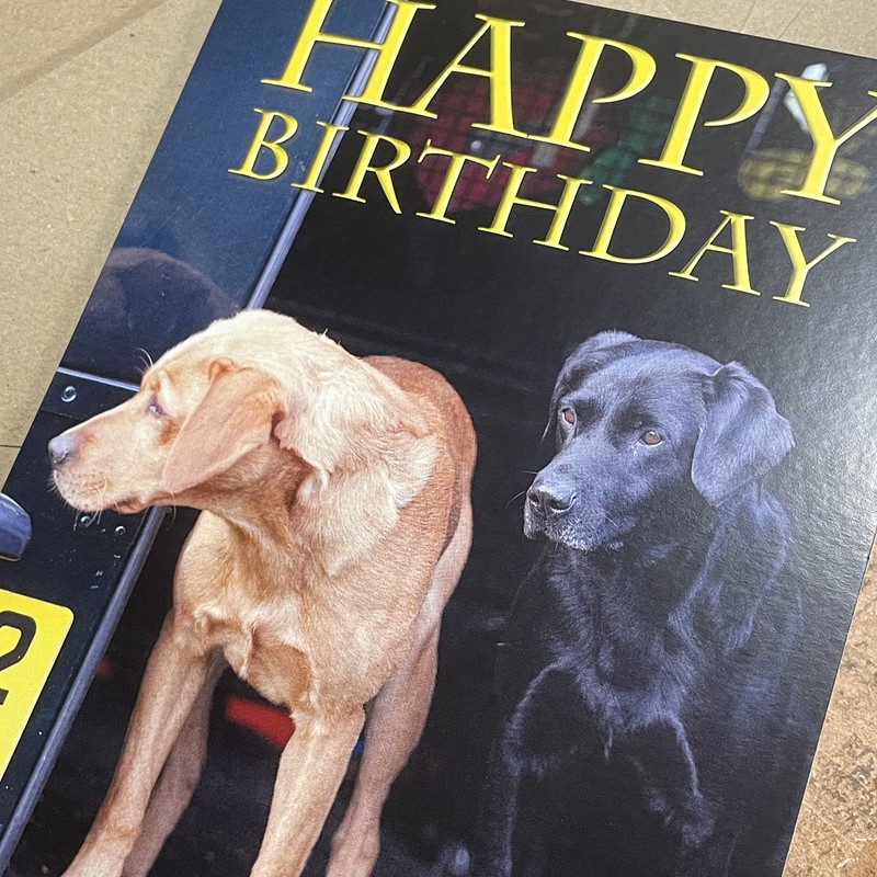 Fox Red and Black Labrador Dog Birthday Card