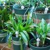 6PCS Plant Self Watering Spikes - Self-Watering Plant Stakes Automatic