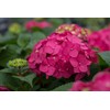 Premier Plant Solutions 21376 Summer Crush Hydrangea Macrophylla Flowering Shrub