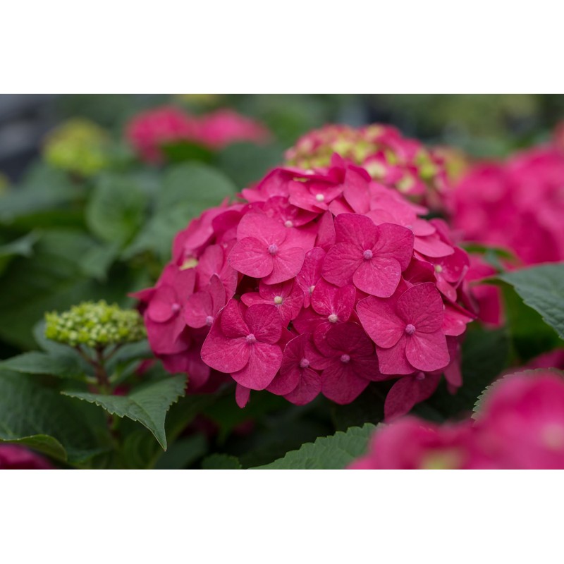 Premier Plant Solutions 21376 Summer Crush Hydrangea Macrophylla Flowering Shrub