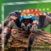 Acrylic Tarantula Enclosure, Micro Habitat Terrarium for Arboreal & Terrestrial