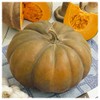 Everwilde Farms - 1 Oz Musquee de Provence Pumpkin Seeds