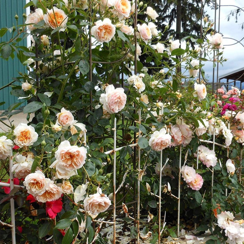 Own-Root One Gallon Ginger Syllabub English Legend Rose by Heirloom