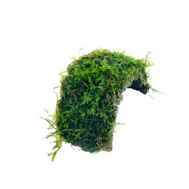 Java Moss on Coconut Shell Driftwood Bridge Live Aquatic Plant for Freshwater Fish Tank Decoration