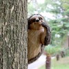 Garden Peeker Sloth Sculptures Lovely Innovative Simulation Resin Waterproof Lasting