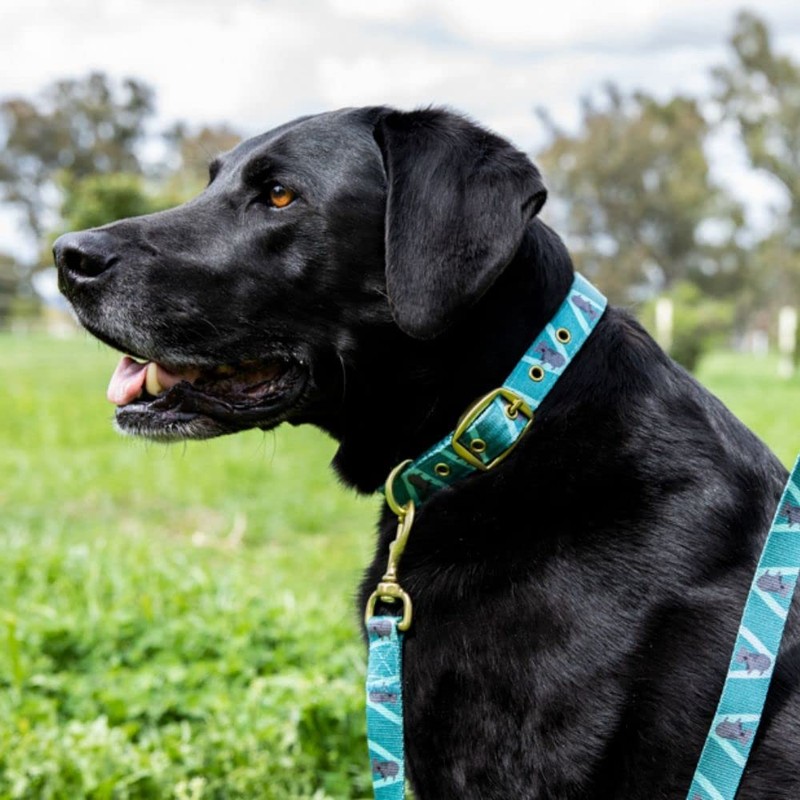 Anipal Kylo The Koala Dog Collar - S - Made