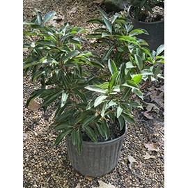 Chindo Viburnum (Viburnum awabuki 'Chindo')