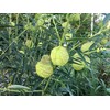 Oscar Plant Milkweed Gomphocarpus Premium Seeds for Planting Packet Monarch