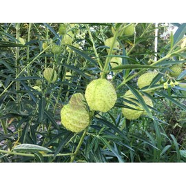 Oscar Plant Milkweed Gomphocarpus Premium Seeds for Planting Packet Monarch Butterfly