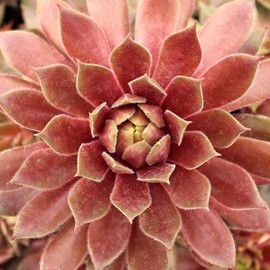 Candied Apple Hens and Chicks Webbed Succulent by Chick Charms - Live Sempervivum Houseleek Plant