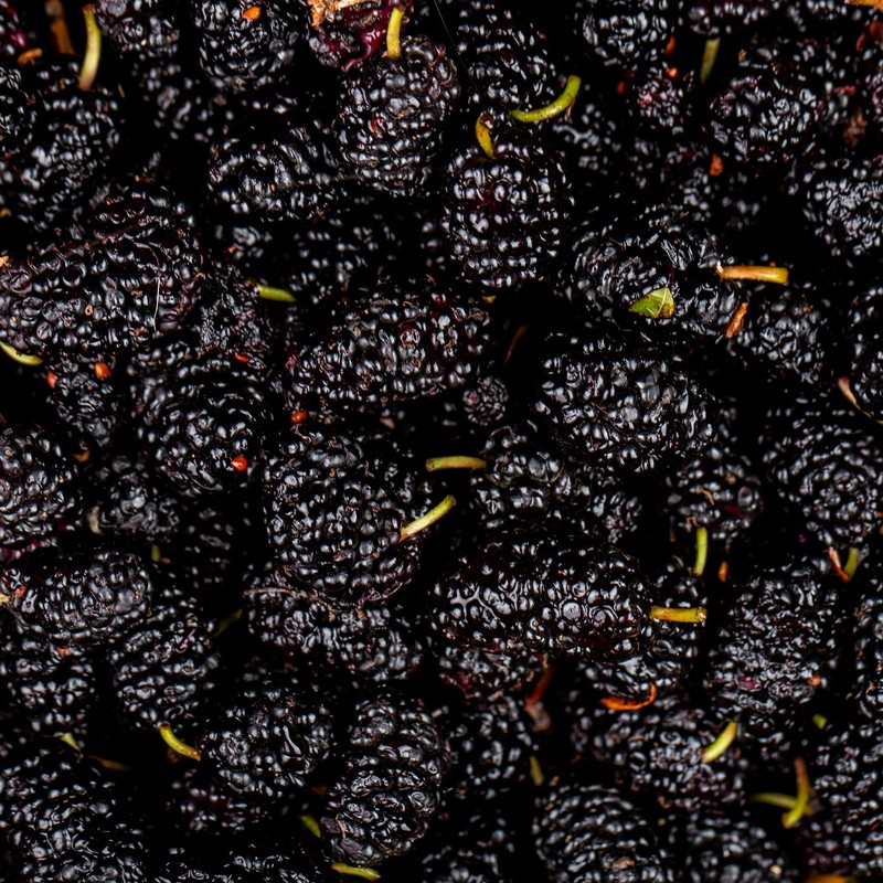 Jovvily Mulberry Fruit Powder - 1lb - Drinks - Smoothies