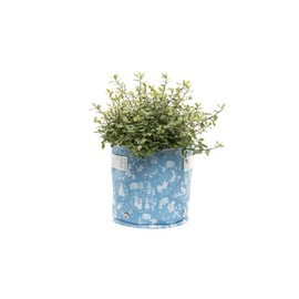 Beatrix Potter - Blue 9 Litres
