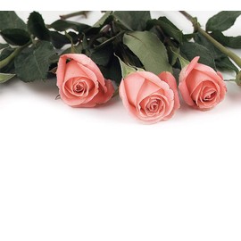 Great Papers! Pink Rose Petals Letterhead, 80 Count, 8.5"x11" (2013192)