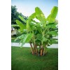 CZ Grain Darjeeling Banana Tree Seeds for Planting (5 Seeds)