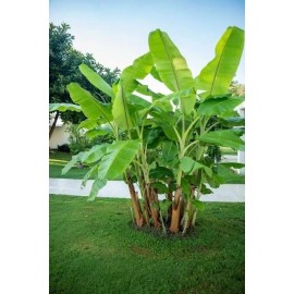 CZ Grain Darjeeling Banana Tree Seeds for Planting (5 Seeds) - Musa sikkimensis