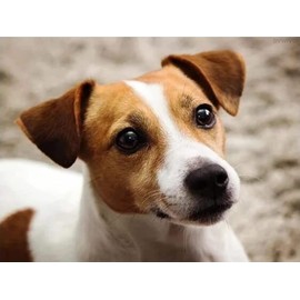 DVWIVGY 5D Dog Jack Russell Terrier Diamond Painting by Number Kits, Animal Dog Cross Stitch DIY Paint with Full Drill Round Diamond Art Embroidery Kits Wall Decoration Festival Gift 12x16 inch