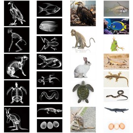 Saypacck 13 Pcs Animal X-Ray Set with 13 Pcs Animals Flash Cards Educational Science Kits