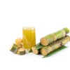 Sugarcane 1 Sugarcane Plant With Pot 8” Sweet Juicy Tropical