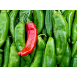 Sunshine Seeds Nuevo Mexico Chili Pepper Seeds (15) / ORGANIC / FLORIDA GROWN / MEXICAN CUISINE