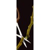 TAKAGI Stainless Steel Long Reach Bud Cutting Shears with Main