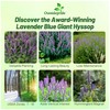 Outsidepride Lavender Blue Giant Hyssop Seeds for Planting - 2000