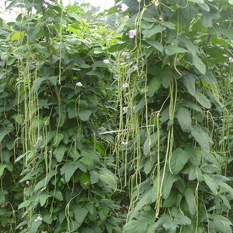 MOCCUROD 30+ Yard Long Bean Seeds Asian Vegetable Long Bean