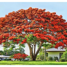 Tree Royal Poinciana - Flamboyant - Flame Tree - 3-6" Tall Live Plant - Delonix regia
