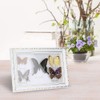Jeffergarden Framed Butterflies Specimen, 9.5 * 29.5 * 4 cm