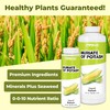 Muriate of Potash, Essential Potassium Supplement for Plants, 8 oz