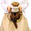 Knee Otter Plush Toy