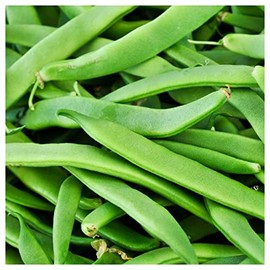 Everwilde Farms – 1 Lb Roma II Green Bean Seeds - Gold Vault Bulk