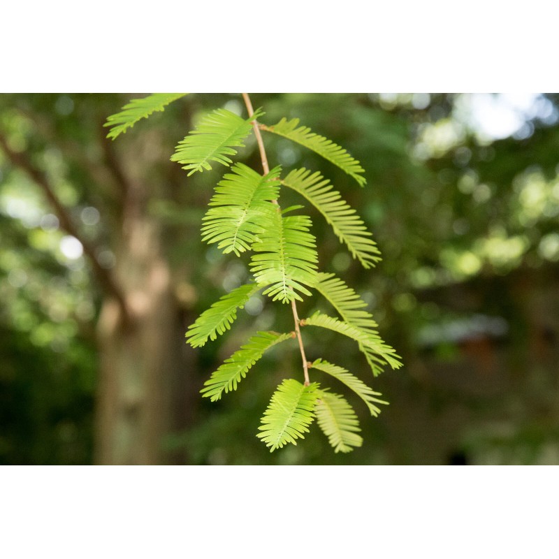 The Jonsteen Company Dawn Redwood | Small Tree Seedling |