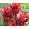 Red Hawaiian Lucky Ti Plant Logs by Makao Beach Trading