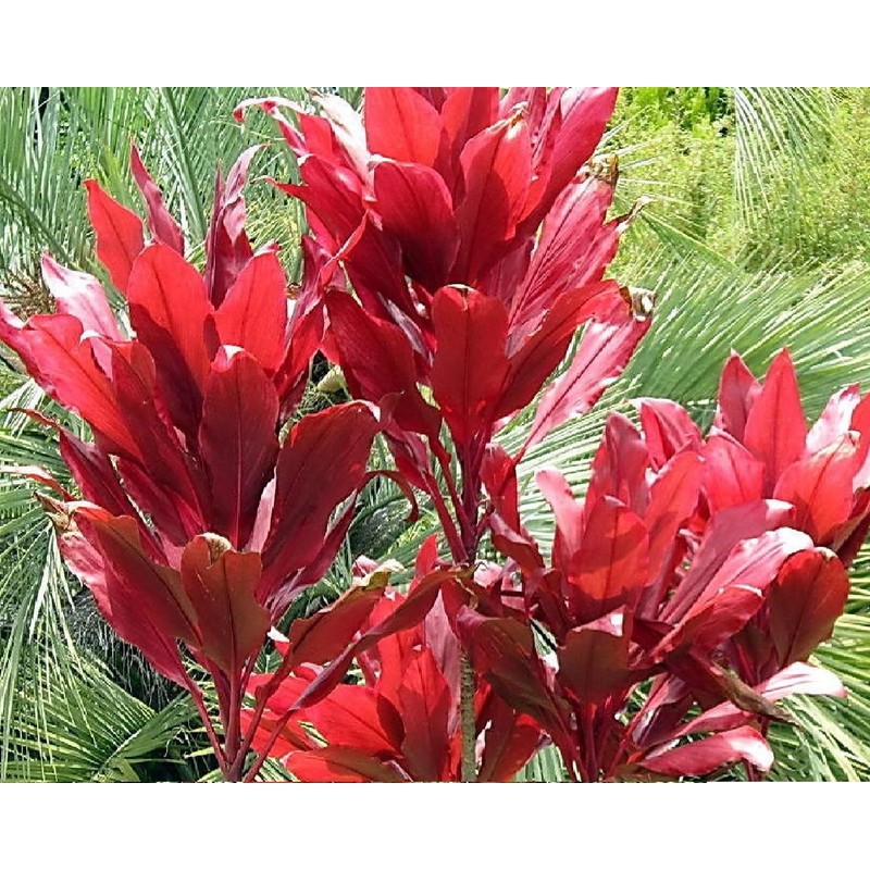 Red Hawaiian Lucky Ti Plant Logs by Makao Beach Trading
