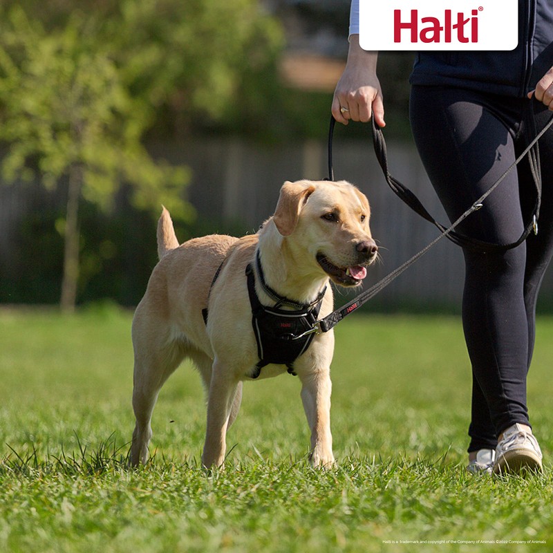 HALTI No Pull Harness Size Medium, Professional Dog Harness to