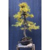 Beardragon Larch (Larix mixed variety, 20 seeds Alaska Wild Harvested