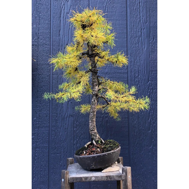 Beardragon Larch (Larix mixed variety, 20 seeds Alaska Wild Harvested