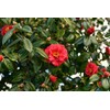 Chosa Tsubaki Japanese Camellia Oil 100 ml