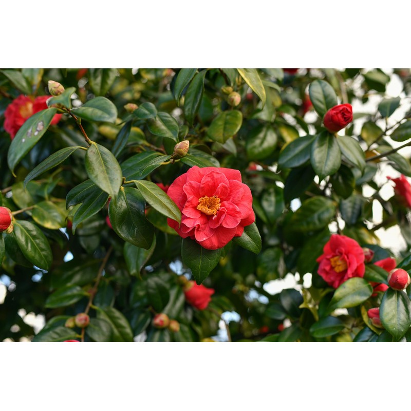 Chosa Tsubaki Japanese Camellia Oil 100 ml