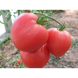 FUN AND GROW SEEDS: Seeds Pink Bull's Heart Tomato Indeterminate Non GMO Heirloom
