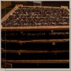 MOS Vanilla Bean 100g Madagascar Gourmet Express Additional quantity service