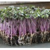 Axel's Garden Seeds Red Acre Cabbage MICROGREEN Seeds | Heirloom