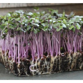 Axel's Garden Seeds Red Acre Cabbage MICROGREEN Seeds | Heirloom | Non-GMO | Seeds for Sprouting - 200 Seeds