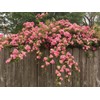 Peggy Martin Climbing Rose - Live Plant - (1 QT)