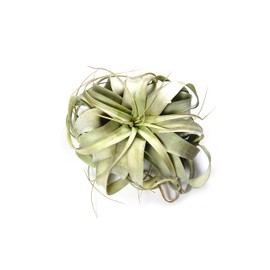 Large Xerographica Air Plants 5 to 7 Inch Wide - Live Tillandsia Succulent House Plants - Available in Wholesale and Bulk - Home and Garden Decor - Easy Care Indoor and Outdoor Plants ( Pack of 3)